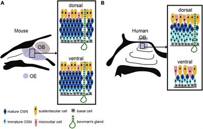 Structures and functions of the normal and injured human olfactory epithelium